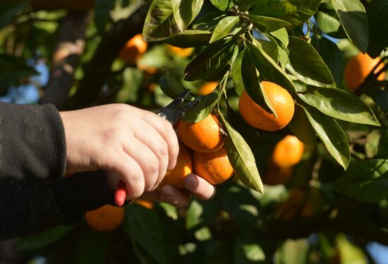 Сбор мандаринов в Абхазии