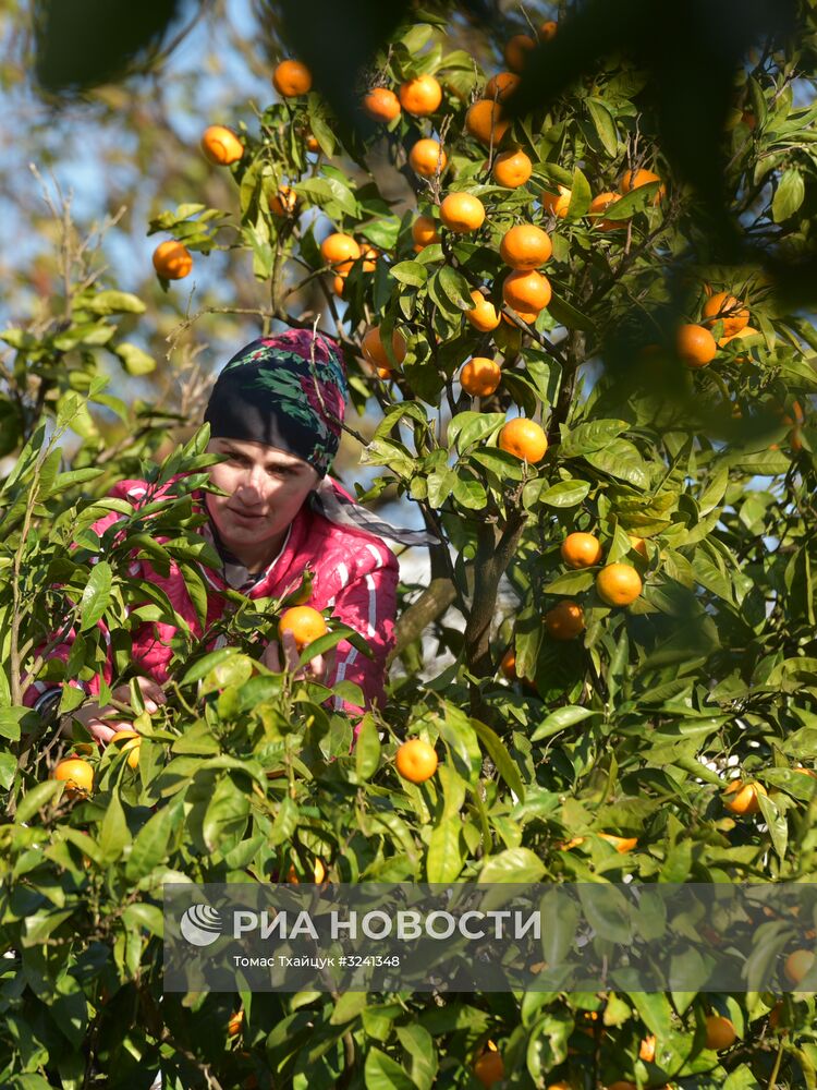 Сбор мандаринов в Абхазии