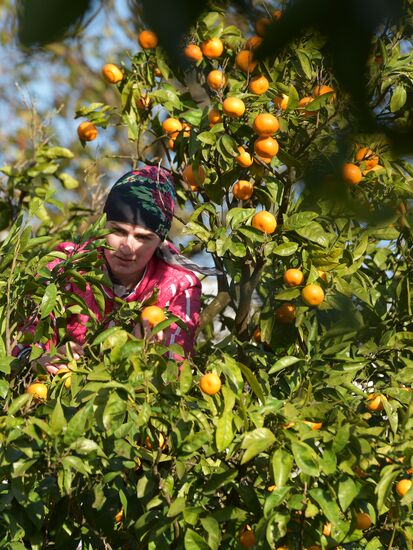 Сбор мандаринов в Абхазии