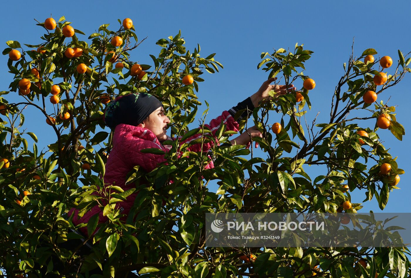 Сбор мандаринов в Абхазии