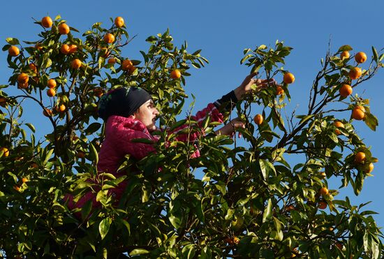 Сбор мандаринов в Абхазии