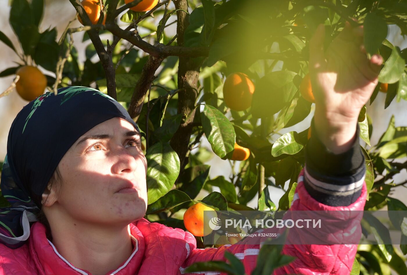 Сбор мандаринов в Абхазии