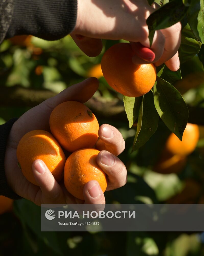 Сбор мандаринов в Абхазии