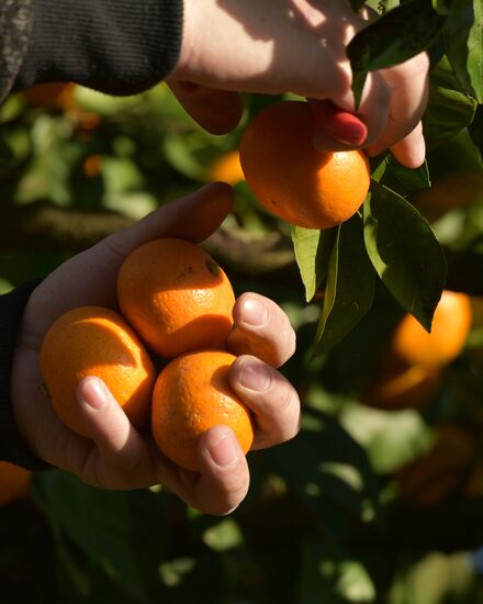 Сбор мандаринов в Абхазии