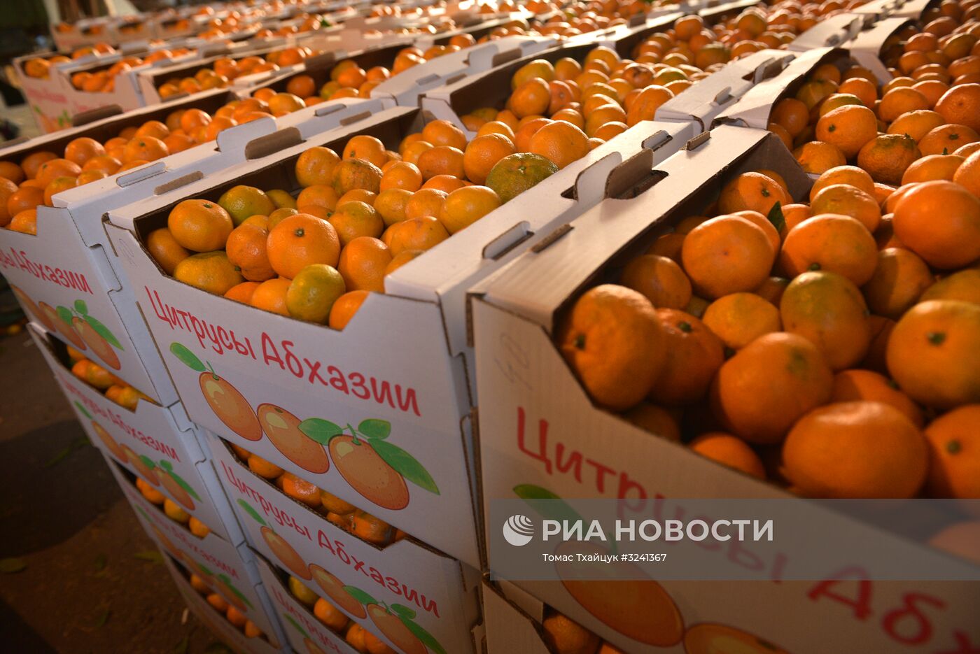 Сбор мандаринов в Абхазии