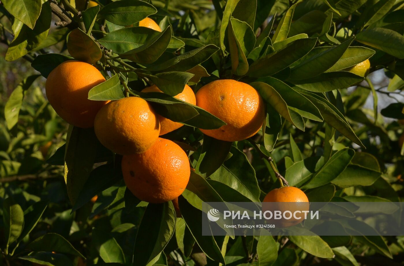 Сбор мандаринов в Абхазии