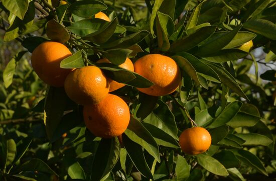 Сбор мандаринов в Абхазии