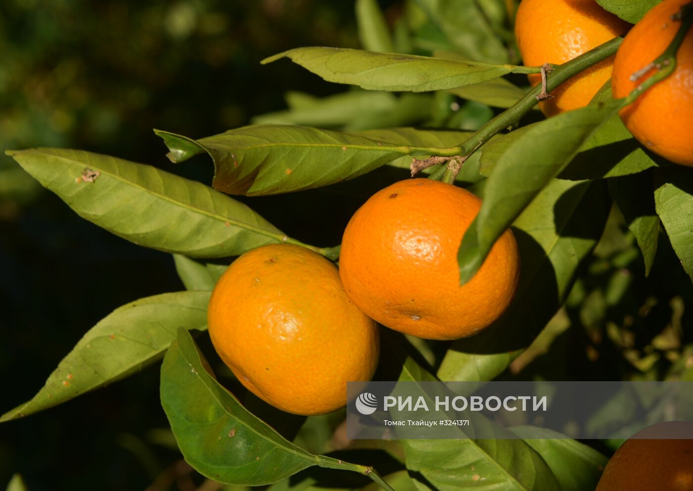 Сбор мандаринов в Абхазии