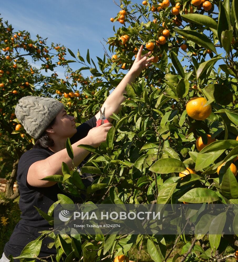 Сбор мандаринов в Абхазии
