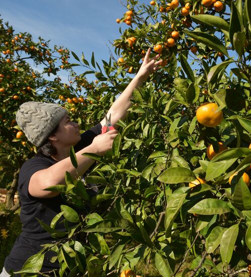 Сбор мандаринов в Абхазии