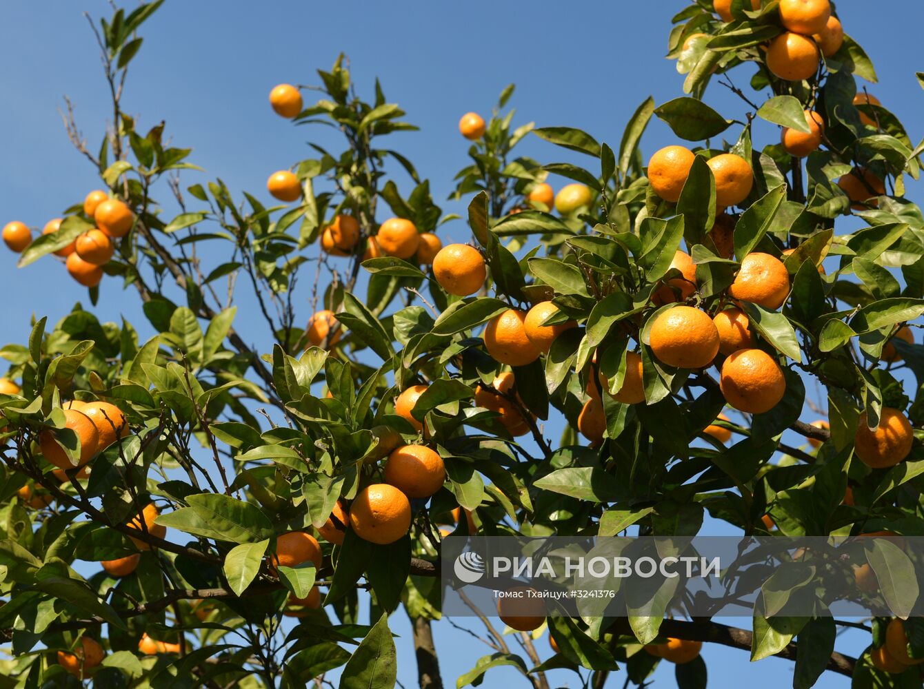 Сбор мандаринов в Абхазии