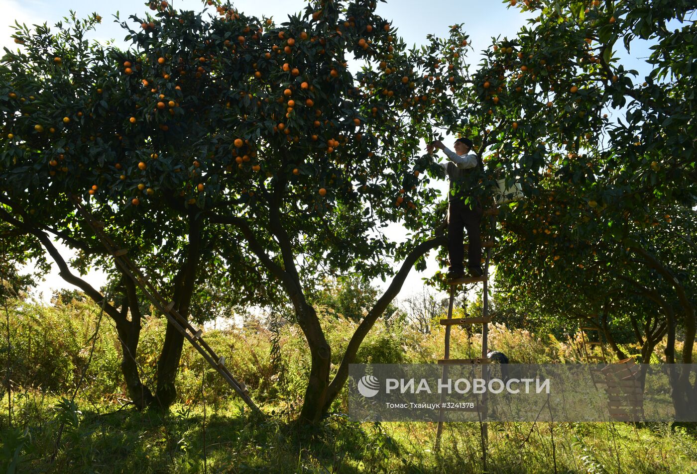Сбор мандаринов в Абхазии