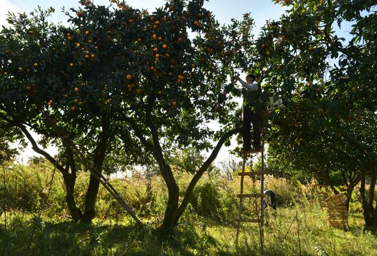 Сбор мандаринов в Абхазии