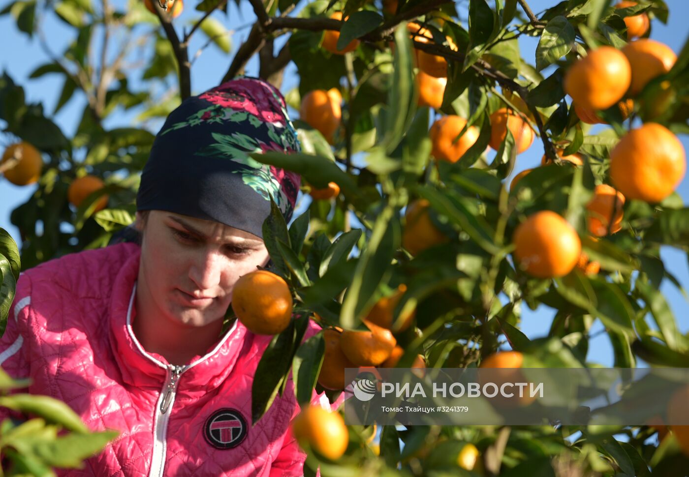 Сбор мандаринов в Абхазии