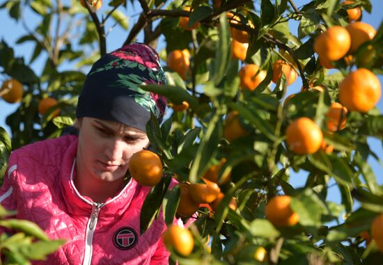 Сбор мандаринов в Абхазии