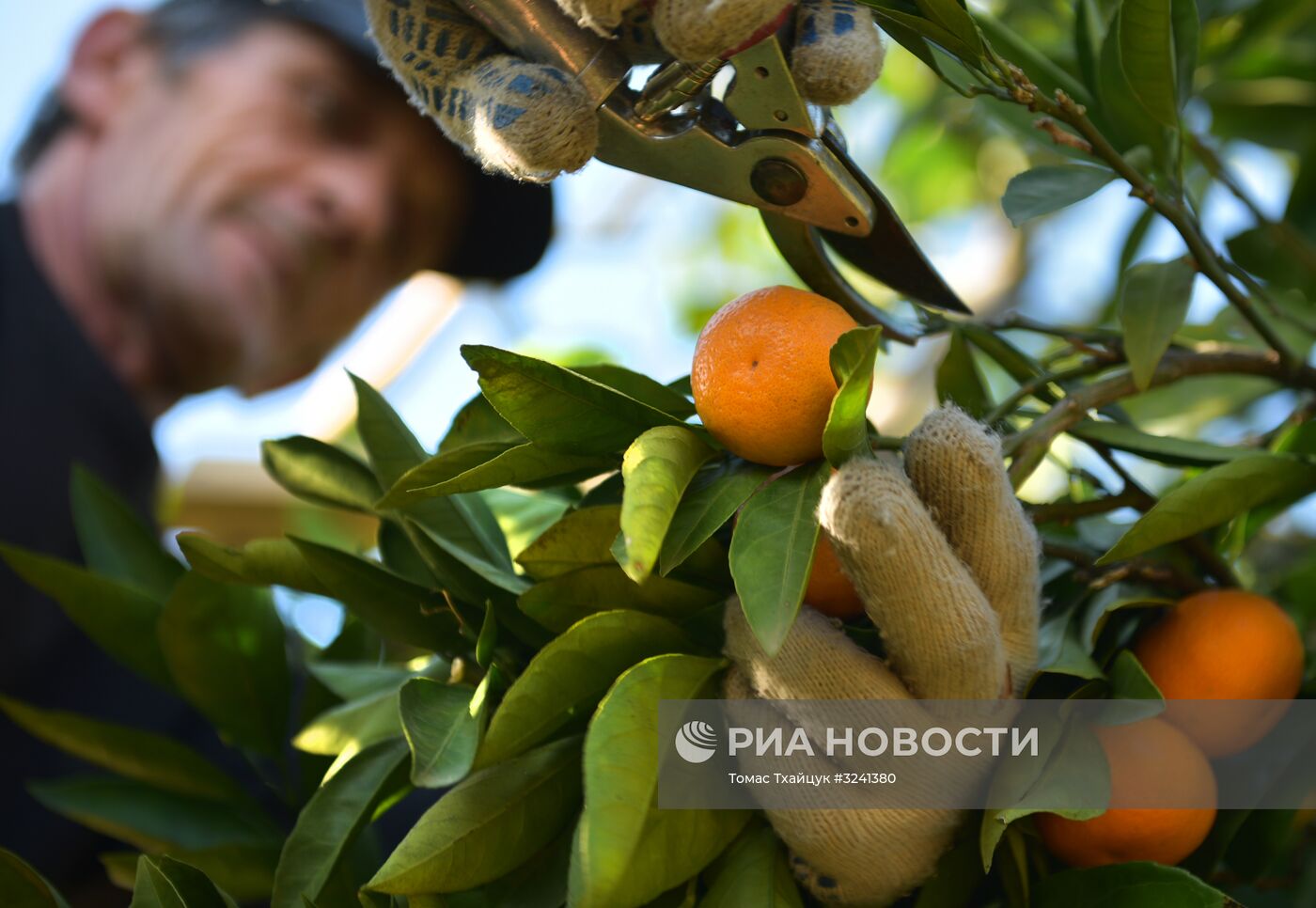 Сбор мандаринов в Абхазии