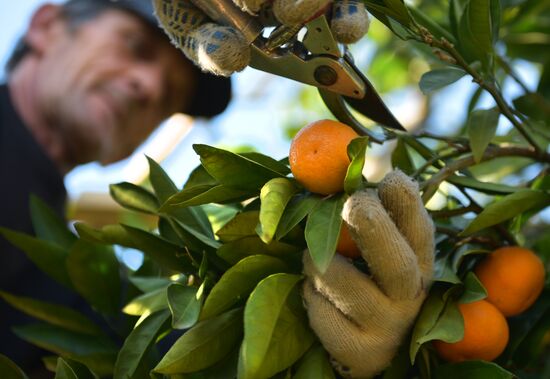 Сбор мандаринов в Абхазии