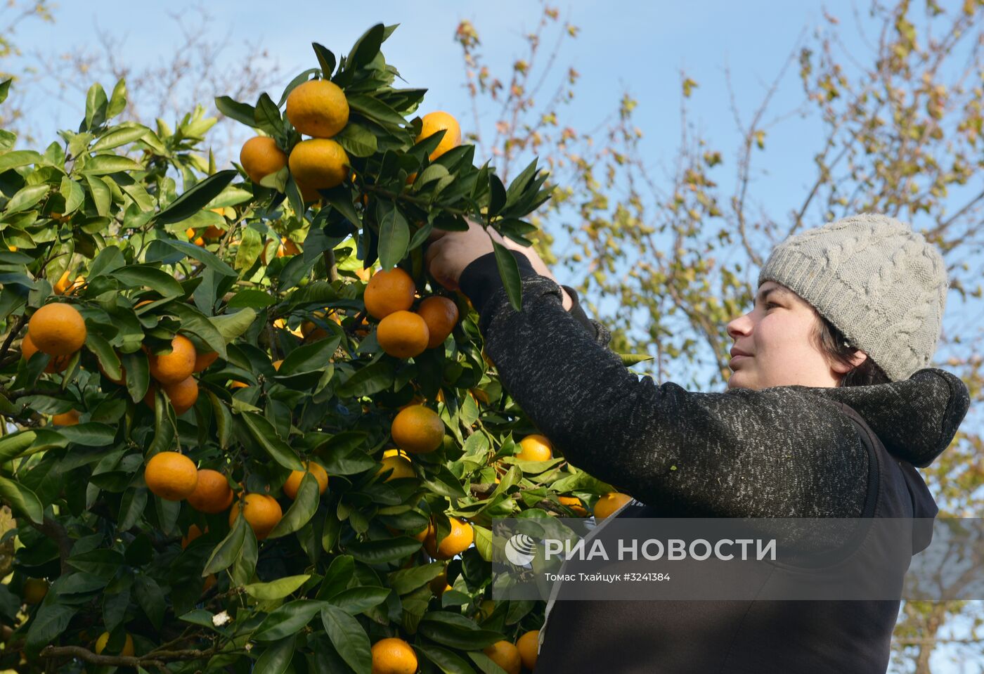 Сбор мандаринов в Абхазии