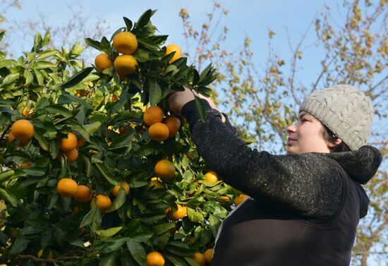 Сбор мандаринов в Абхазии