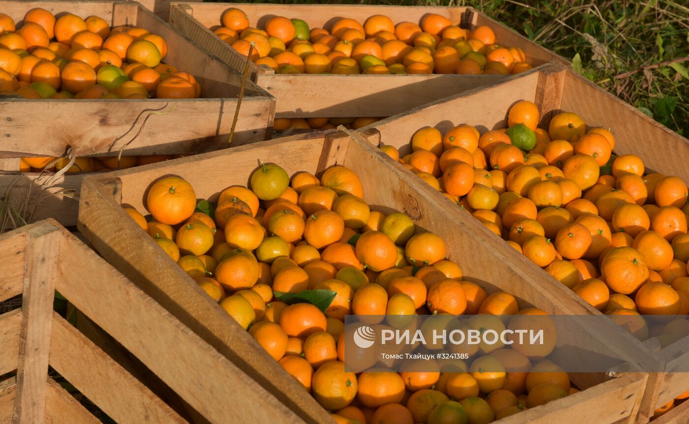 Сбор мандаринов в Абхазии