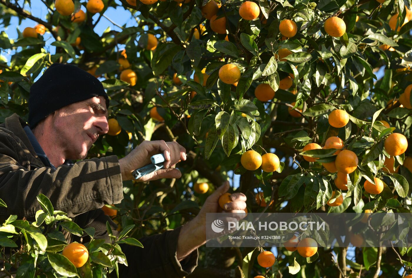Сбор мандаринов в Абхазии