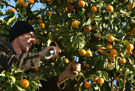 Сбор мандаринов в Абхазии