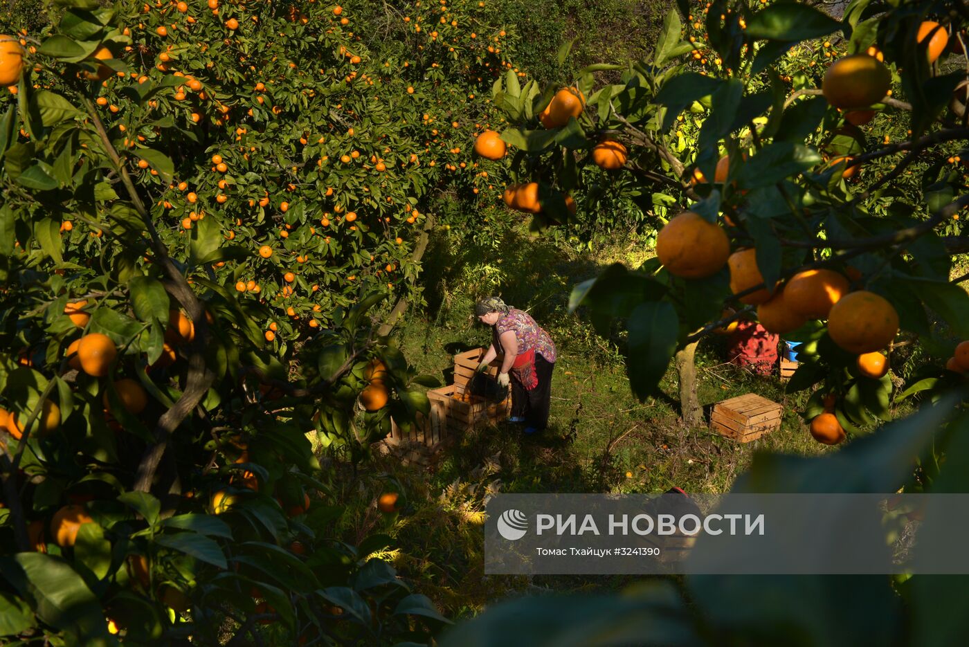 Сбор мандаринов в Абхазии