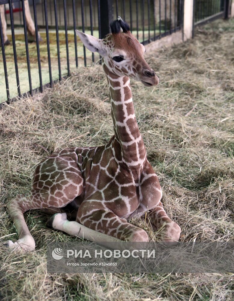 Пополнение в Калининградском зоопарке