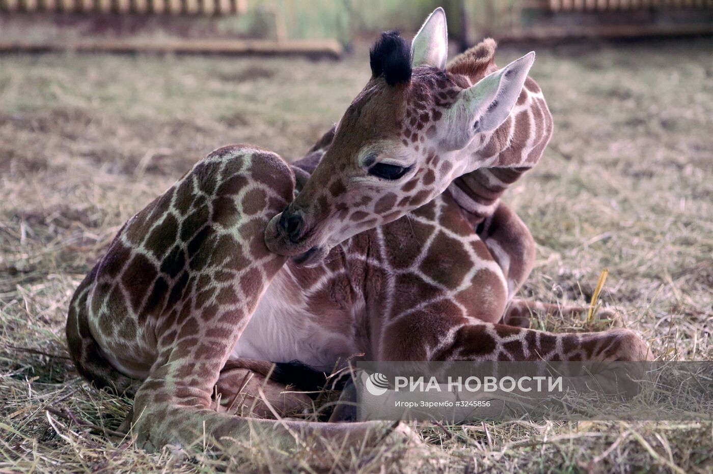 Пополнение в Калининградском зоопарке
