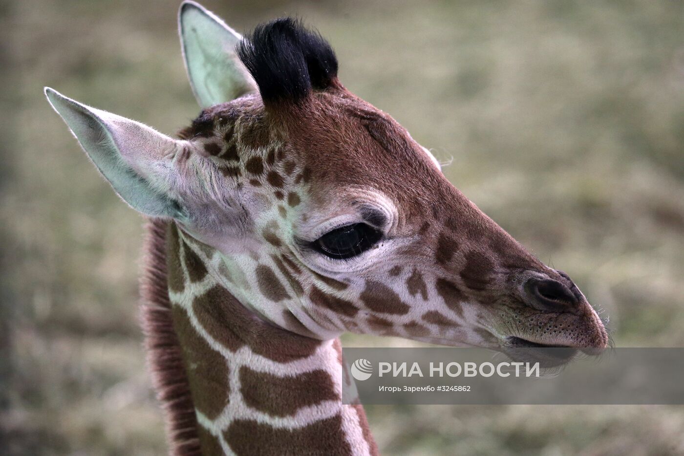 Пополнение в Калининградском зоопарке