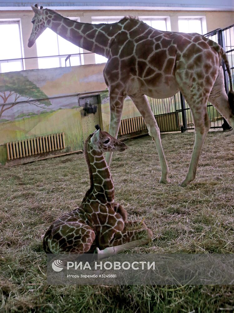 Пополнение в Калининградском зоопарке