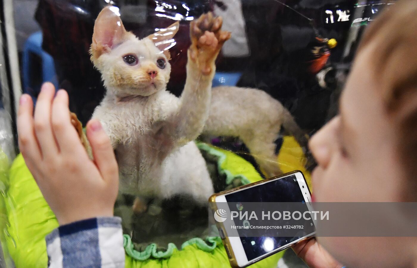 Международная выставка кошек в Москве