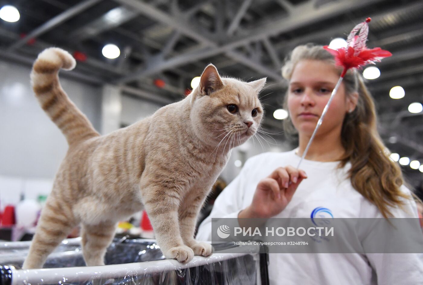 Международная выставка кошек в Москве