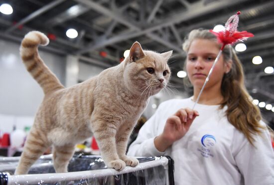 Международная выставка кошек в Москве