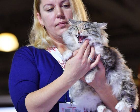 Международная выставка кошек в Москве