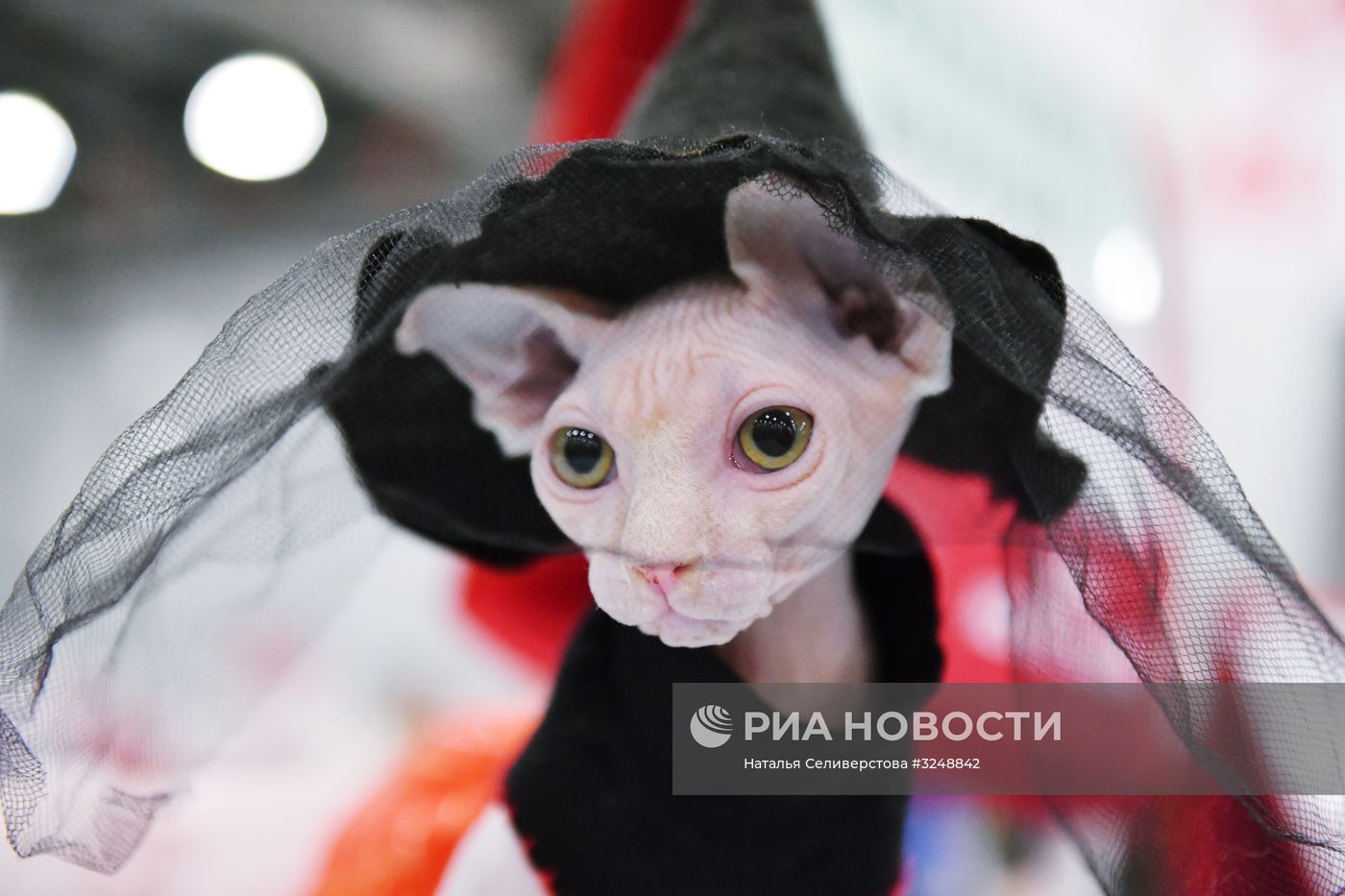 Международная выставка кошек в Москве