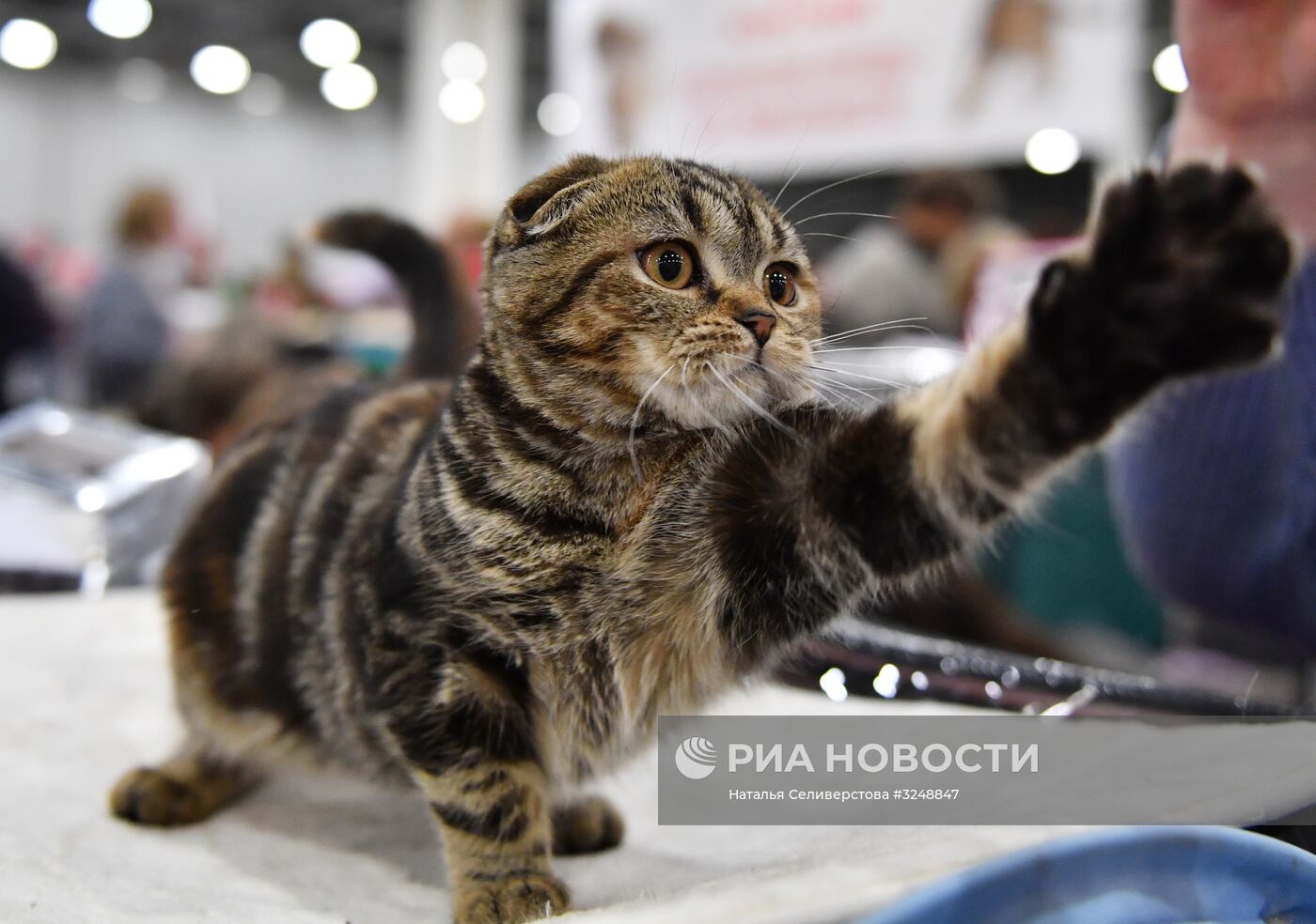 Международная выставка кошек в Москве