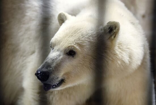 В Ленинградский зоопарк доставлена медведица Снежинка‍
