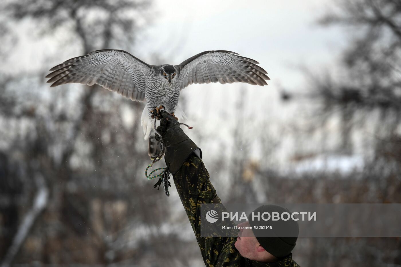 Соколиная служба Кремля