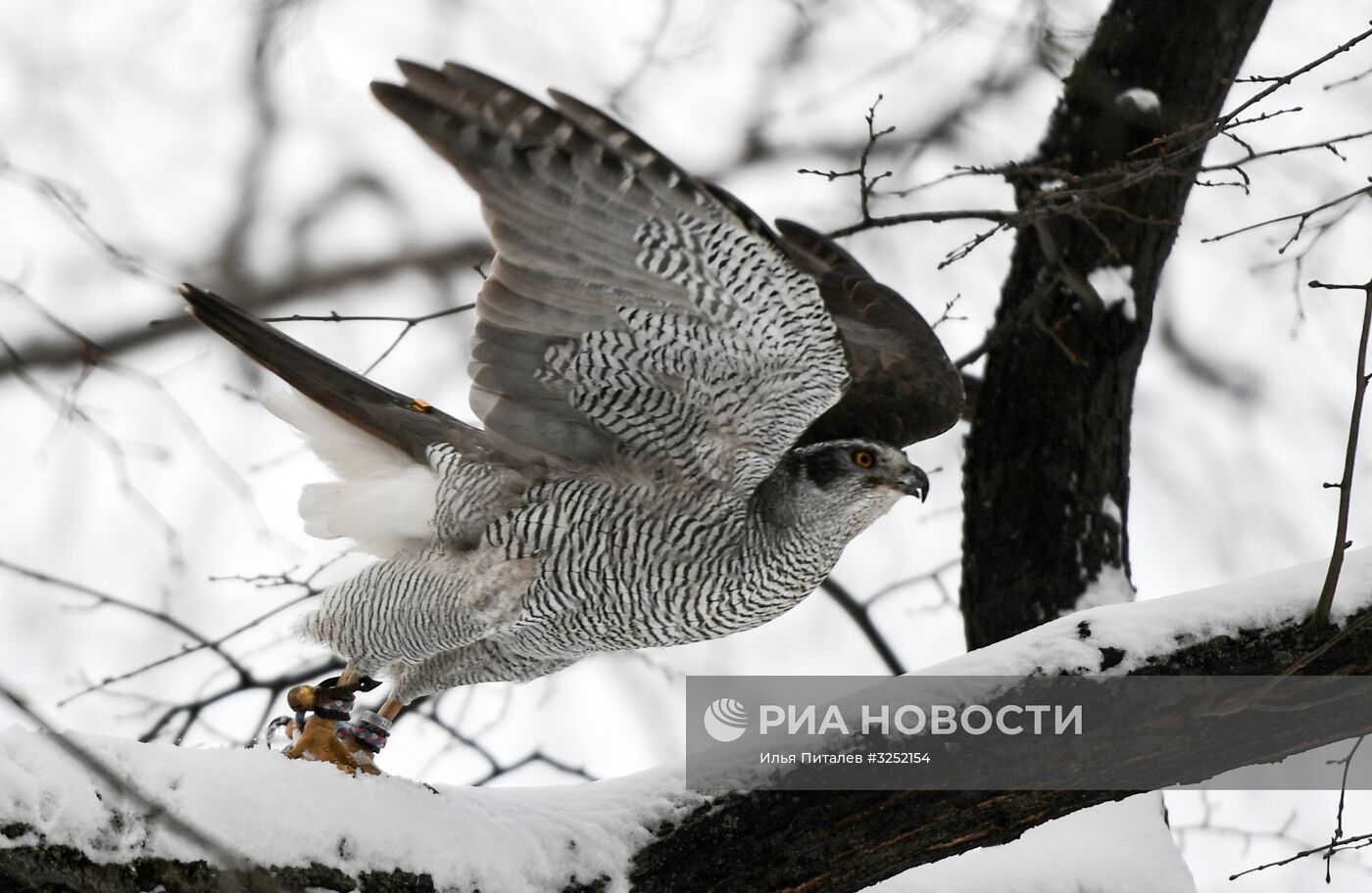 Соколиная служба Кремля