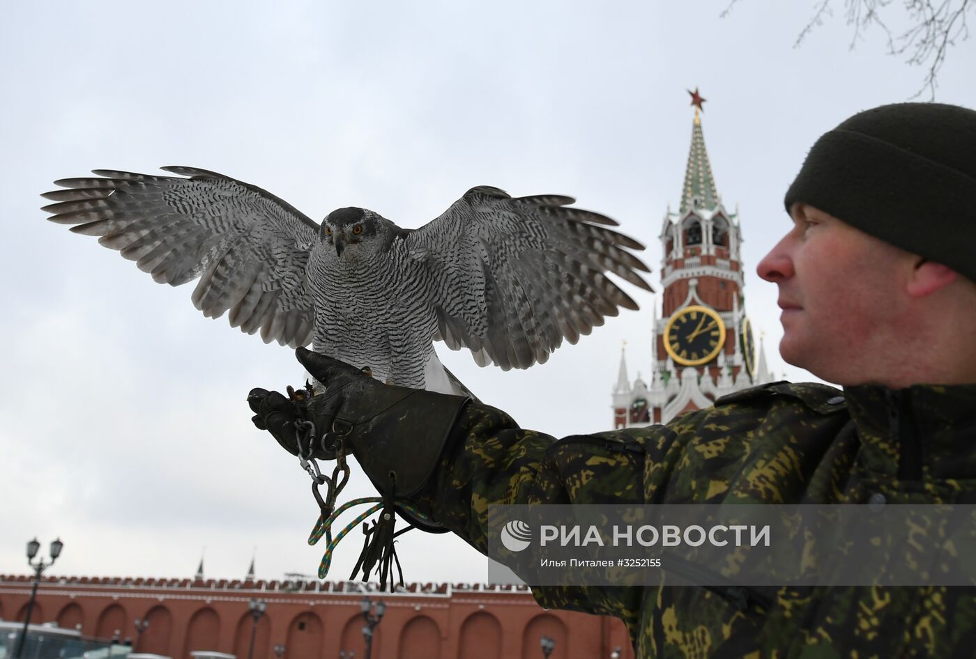 Соколиная служба Кремля