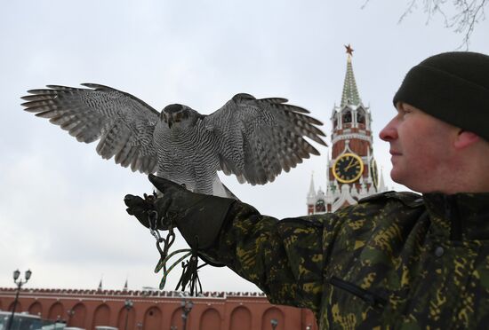 Соколиная служба Кремля