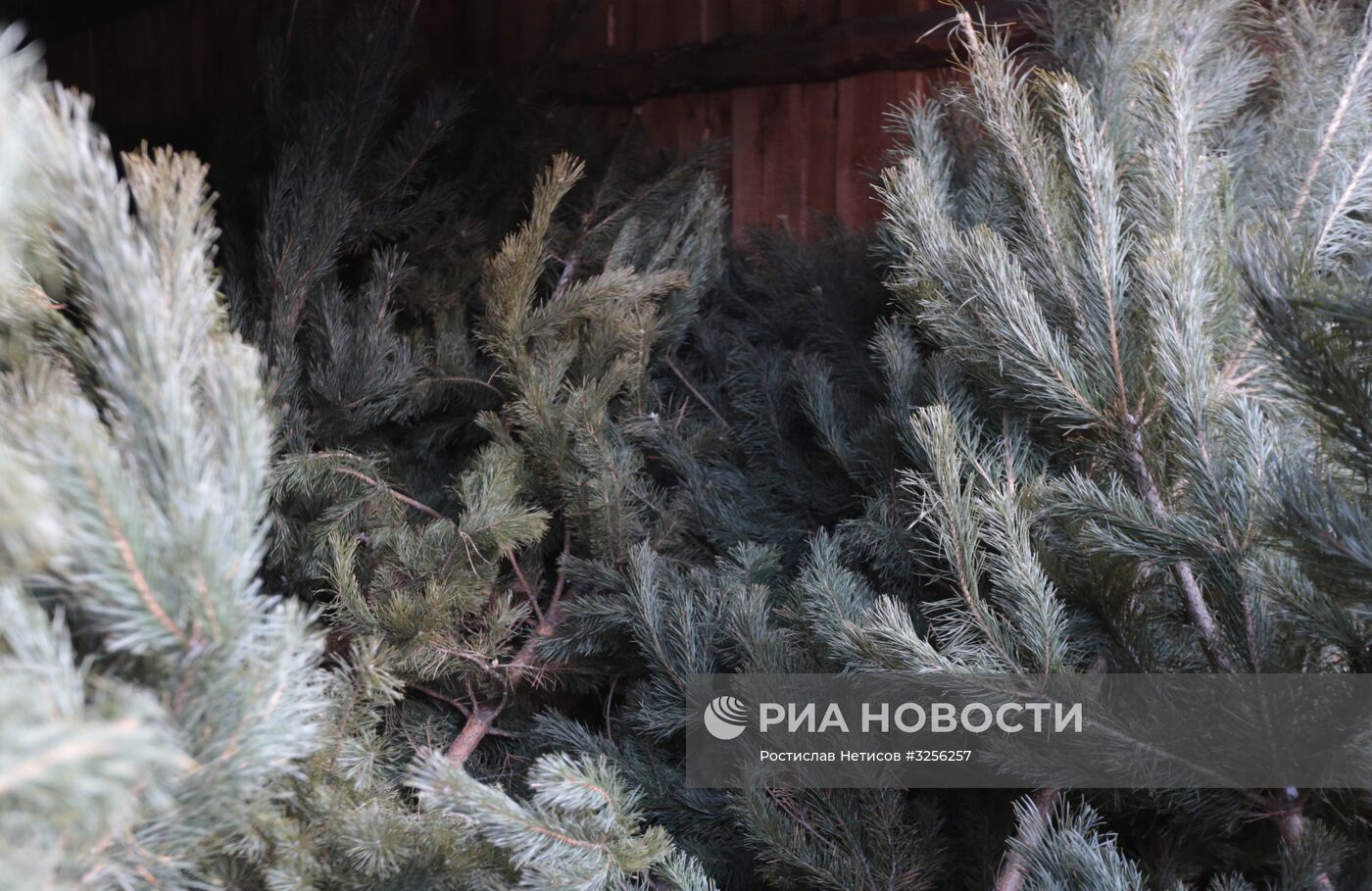 Заготовка новогодних елей в Новосибирской области