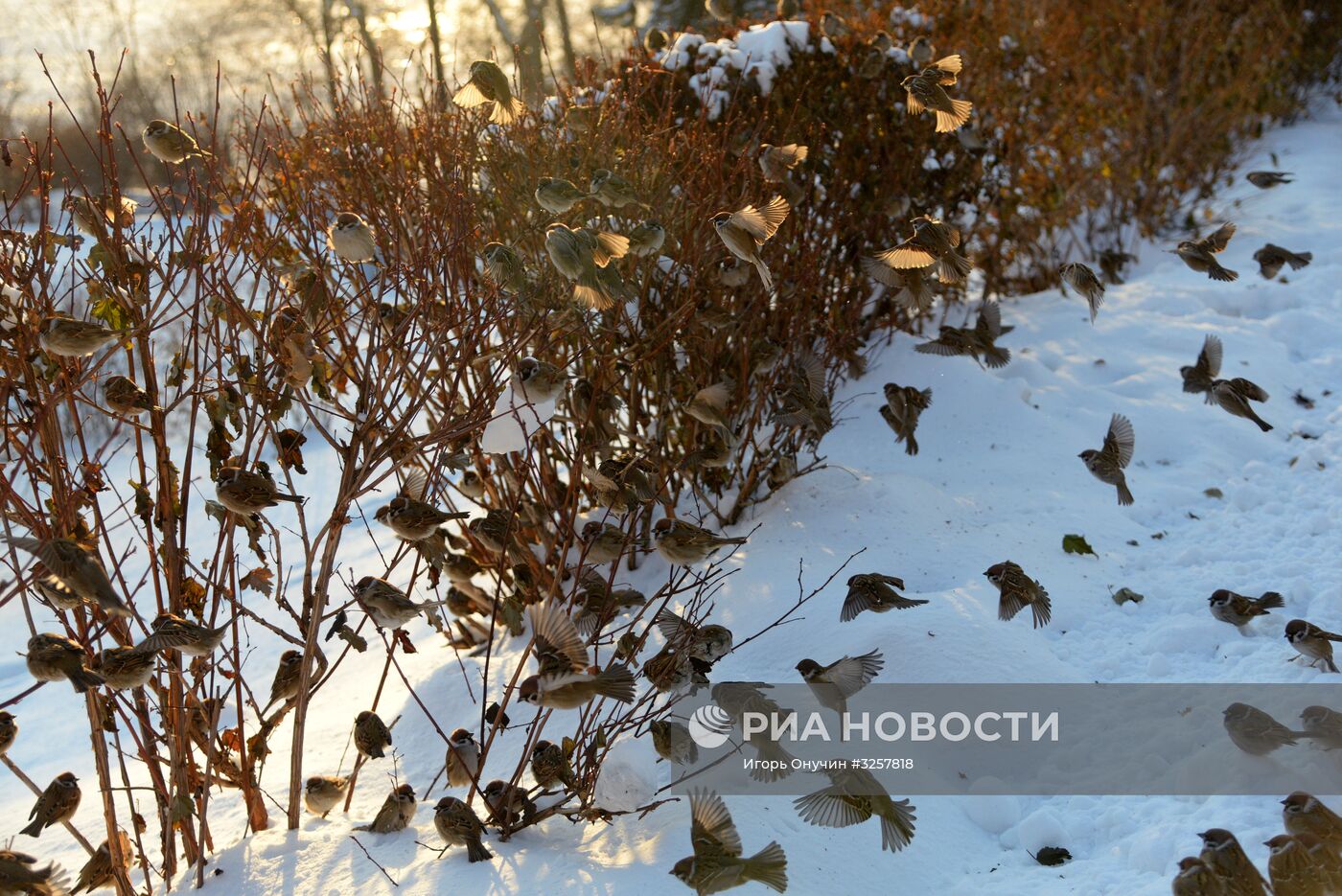 Зима в Хабаровске