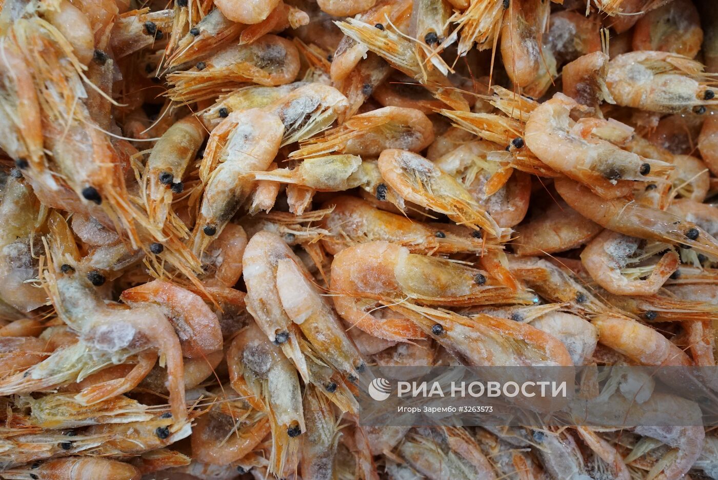 Баренцев креветка. Креветка идет. Чилим морской креветка. Баренцев креветка. Креветка северная 250+.