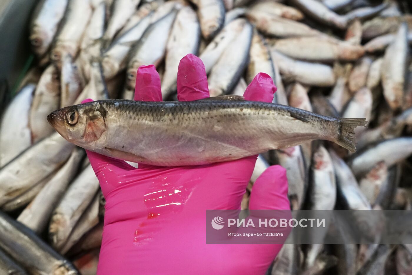 Открытие рыбного магазина "Портовый" на территории Калининградского морского порта