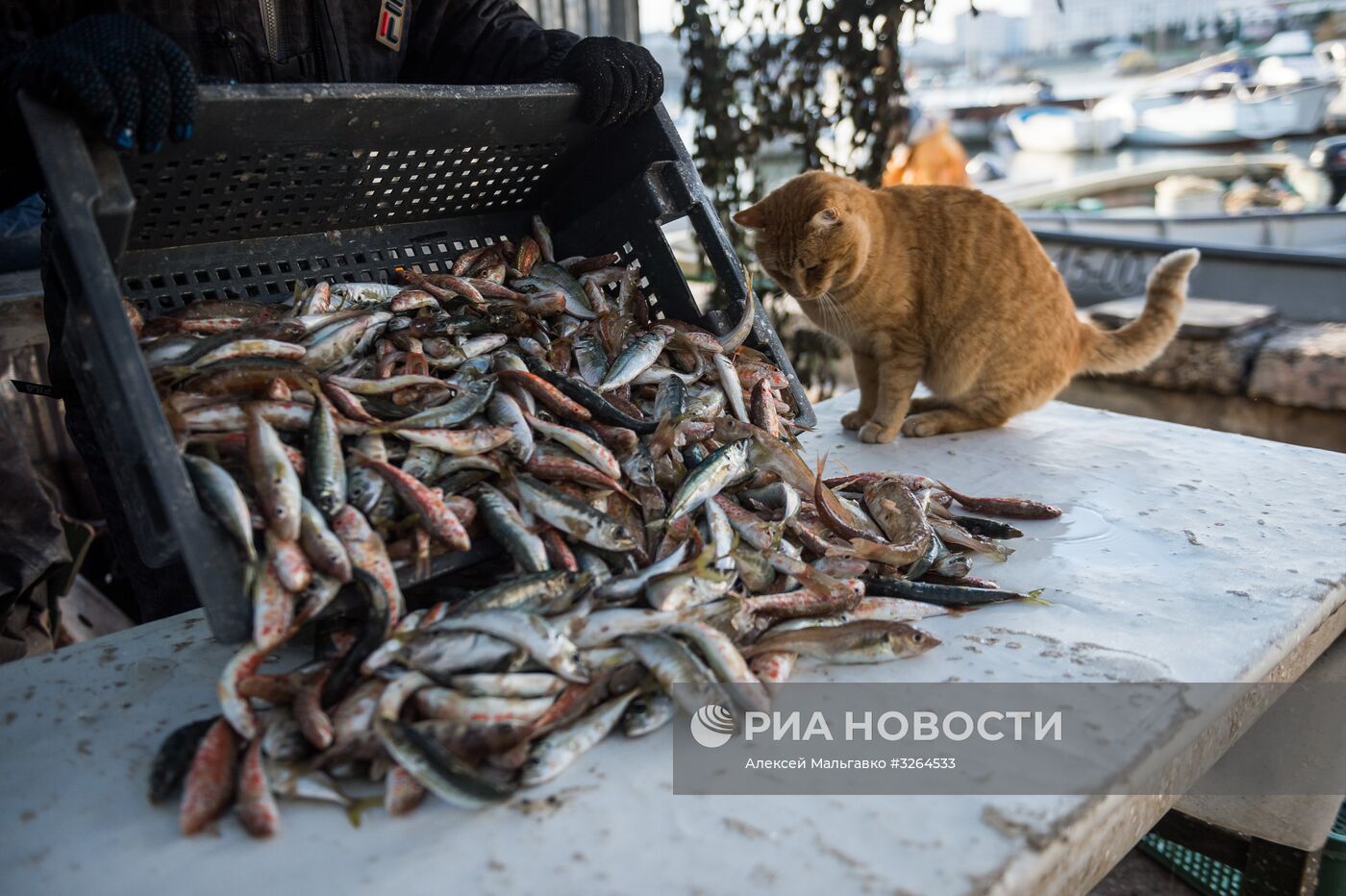 Прибрежный лов рыбы в Севастополе