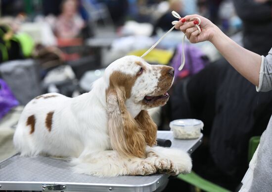 Ежегодное шоу чемпионов "Золотой Ошейник"
