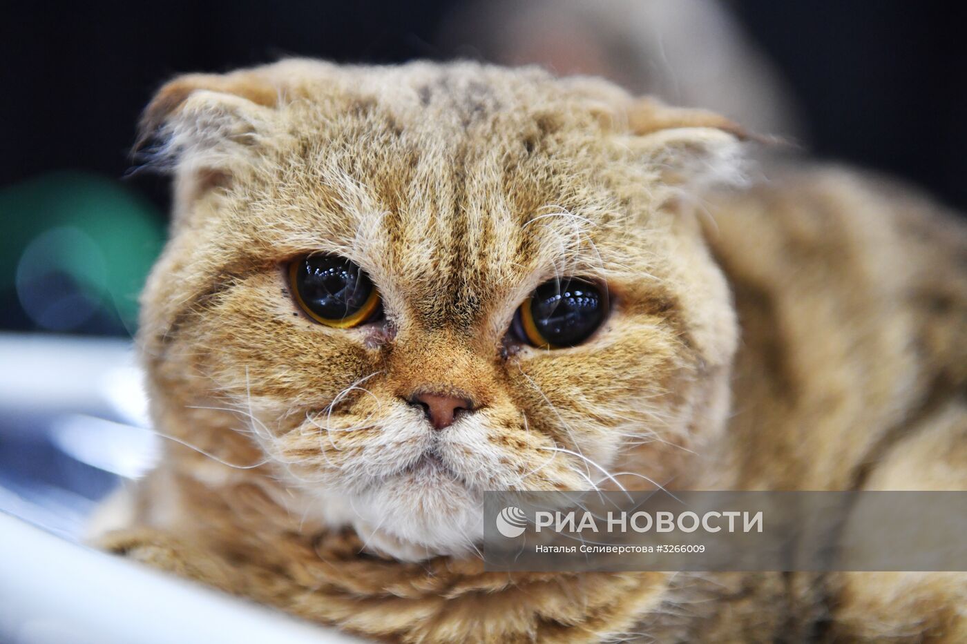 Выставка кошек в "Сокольниках"