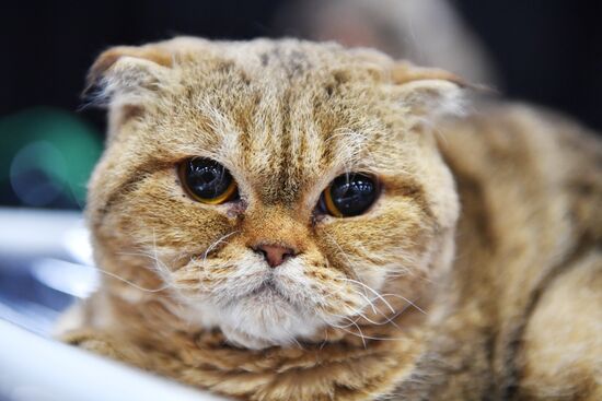 Выставка кошек в "Сокольниках"